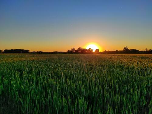 Sunset above some wheat